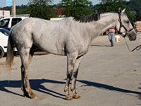Cobb County was a Prospect Horse for sale in August 2007