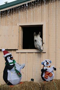 OTTB - Cobb County's stall overloooks the Christmas decorations. December 23, 2007