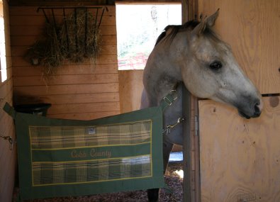 Ex-racer, Cobb County enjoys his big new stall with his name embroidered on his stall guard. 