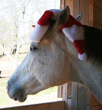 OTTB Cobb County is dressed to greet Santa. December 23, 2007