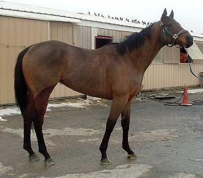 "Cannolies" is a five year-old, 16.1 hand bay gelding. He is a grand son of the famous Forty Niner.