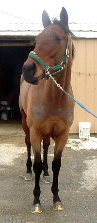 "Cannolies" is a five year old bay gelding - Prospect Horse for Sale.