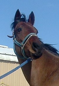 "Cannolies" is a five year old bay gelding - Prospect Horse for Sale.