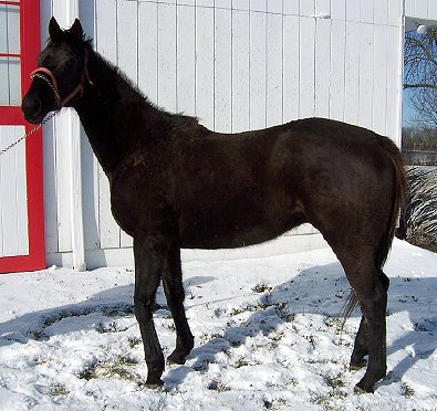 Thoroughbred horse for sale. Please call for more information. We do not give prices by e-mail.