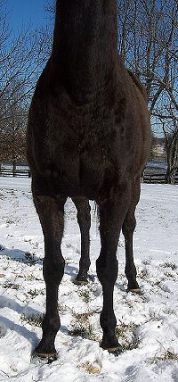 Thoroughbred horse for sale. Please call for more information. We do not give prices by e-mail.
