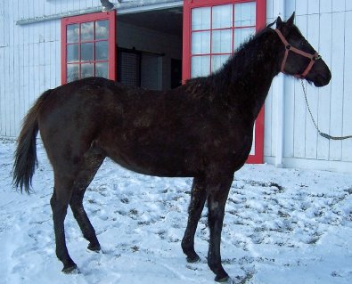 Thoroughbred horse for sale. Please call for more information. We do not give prices by e-mail.