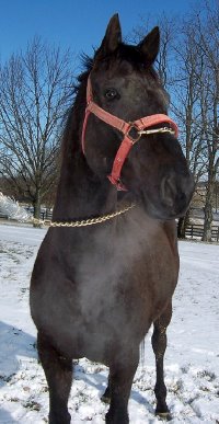 Thoroughbred horse for sale. Please call for more information. We do not give prices by e-mail.
