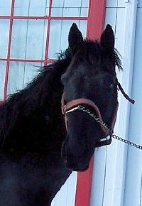 Thoroughbred horse for sale. Please call for more information. We do not give prices by e-mail.