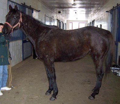 "Coin" is a gentle, 15'2 hh 6 yrear- old gelding. 