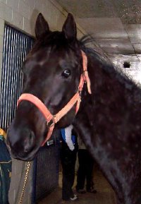 Thoroughbred horse for sale. Please call for more information. We do not give prices by e-mail.