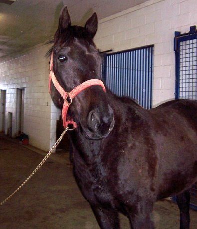 Thoroughbred horse for sale. Please call for more information. We do not give prices by e-mail.