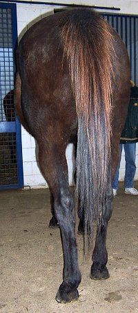 Thoroughbred horse for sale. Please call for more information. We do not give prices by e-mail.