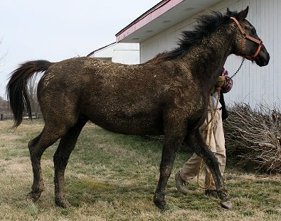 Coin enjoying the spring mud.