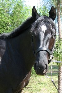 OTTB - Creator is now at home at Fox Haven Farm in Jennings, FL
