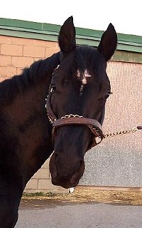 Creator is a three year old black colt.
