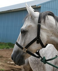 Grey horse for sale - "Come Home" . 