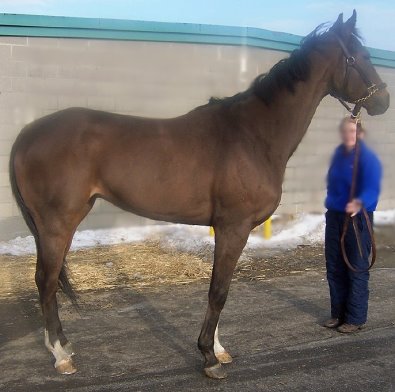 Thoroughbred horse for sale. Please call for more information. We do not give prices by e-mail.