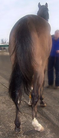 Thoroughbred horse for sale. Please call for more information. We do not give prices by e-mail.