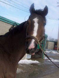 Thoroughbred horse for sale. Please call for more information. We do not give prices by e-mail.