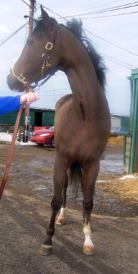 Thoroughbred horse for sale. Please call for more information. We do not give prices by e-mail.