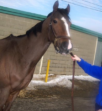 Thoroughbred horse for sale. Please call for more information. We do not give prices by e-mail.