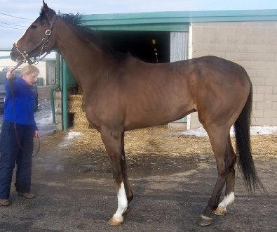 Click here to see Dream Pusher's Prospect Horse For Sale photos and story. 