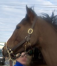 Thoroughbred horse for sale. Please call for more information. We do not give prices by e-mail.