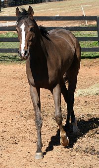 Dream Pusher now lives at Bits & Bytes Farm.