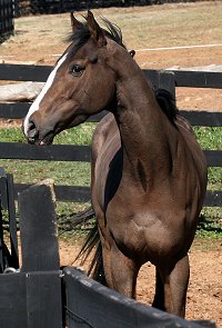 Dream Pusher enjoys the warmth and sunshine in Georgia.