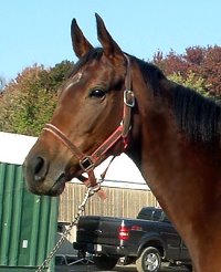 Thoroughbred filly for sale - "Dream". She could be your Dream horse.