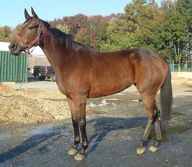 Beautiful - well priced Thoroughbred filly for sale.