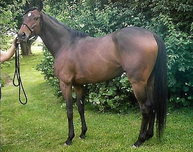 Thoroughbred Horse For Sale