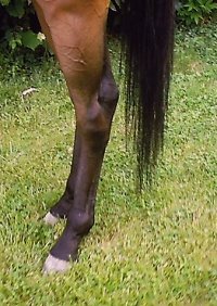 Thoroughbred Horse For Sale