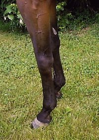 Thoroughbred Horse For Sale