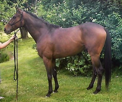 Thoroughbred Horse For Sale