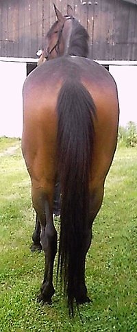 Thoroughbred Horse For Sale