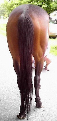 Thoroughbred Horse For Sale