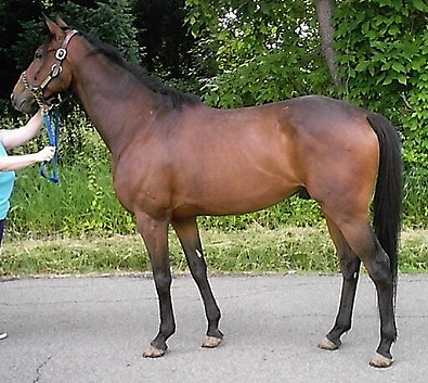 Thoroughbred Horse For Sale