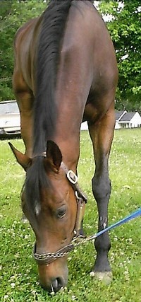 Click here to see Fuhruck's Prospect Horse for sale photos.