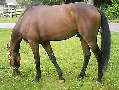 Thoroughbred Horse For Sale