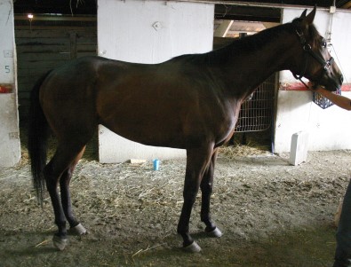 Thoroughbred Horse For Sale
