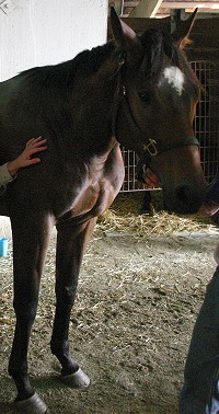 Thoroughbred Horse For Sale