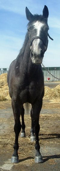 Thoroughbred horse for sale. Please call for more information. We do not give prices by e-mail.