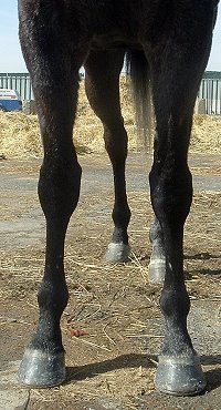 Thoroughbred horse for sale. Please call for more information. We do not give prices by e-mail.