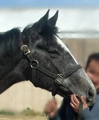 Grey Thoroughbred horse for sale. Please call for more information. We do not give prices by e-mail.