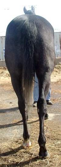 Gray Thoroughbred horse for sale. Please call for more information. We do not give prices by e-mail.