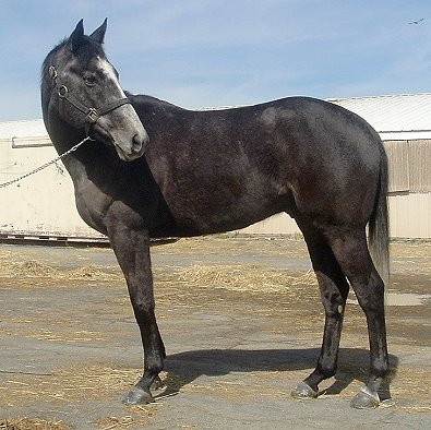 Dappled grey horse for sale - Thoroughbred horse for sale. Please call for more information. We do not give prices by e-mail.