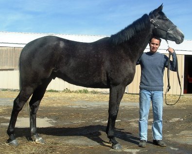 Thoroughbred horse for sale. Please call for more information. We do not give prices by e-mail.