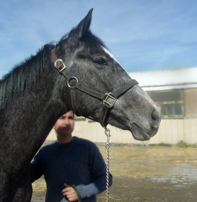 Dappled grey horse for sale - Thoroughbred horse for sale. Please call for more information. We do not give prices by e-mail.