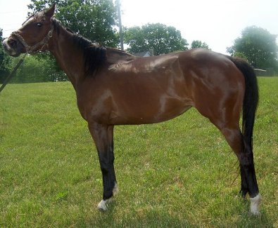 Thoroughbred Horse For Sale